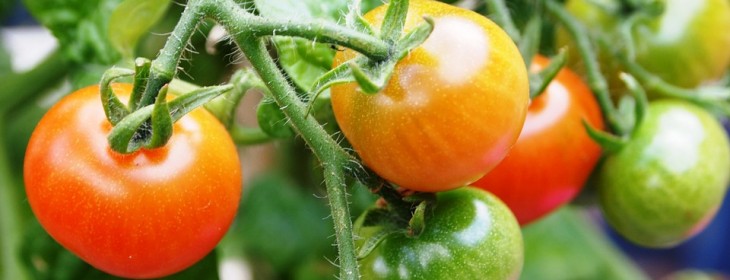 tomato-711827_960_720