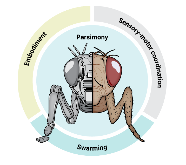 The parsimony of insect intelligence stems in part from their embodiment and capabilities of sensory-motor coordination and swarming.